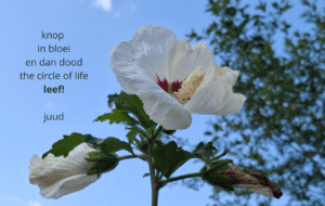 knop in bloei