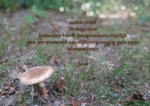 paddestoel in augustus